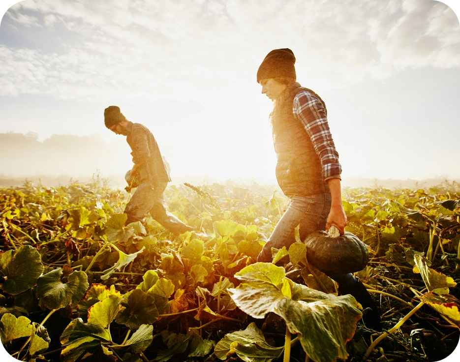 Your guide to 6 of Canadaâ€™s favourite fall vegetables